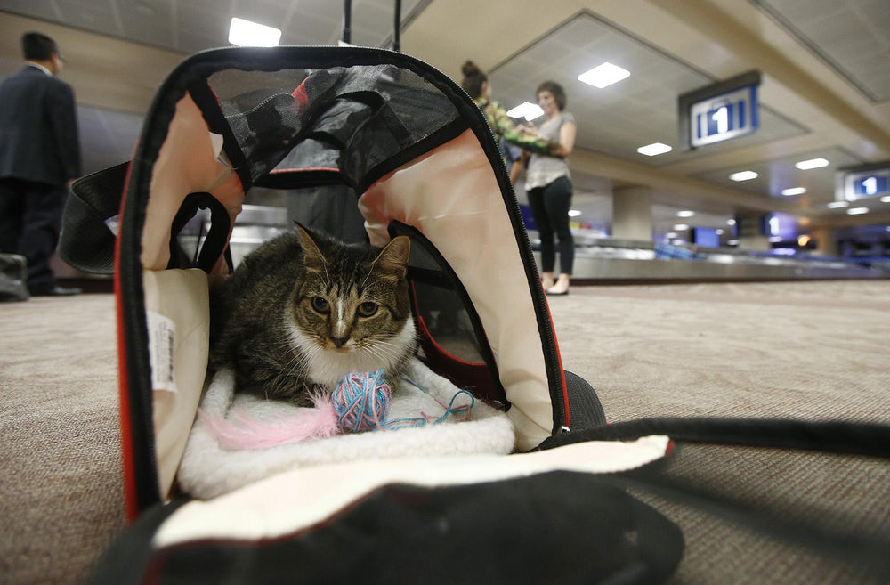 Reduce Your Pet’s Carbon Pawprint While Traveling
